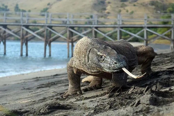 komodo dragon tour