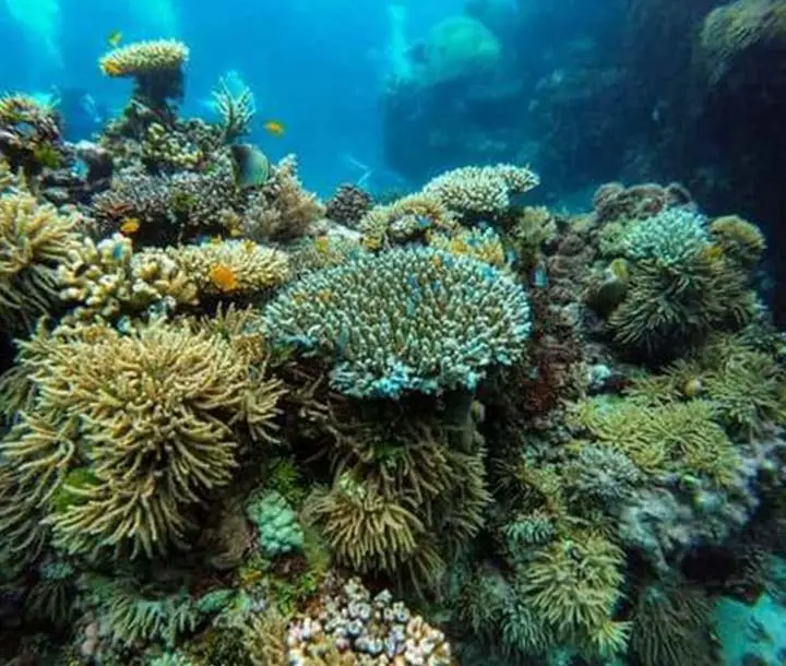 fulday snorkeling in maumere