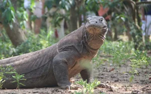 komodo dragon