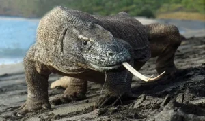 komodo dragon