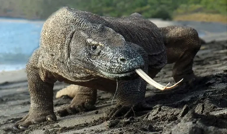 komodo dragon