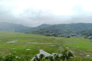 Flores Land Tour: Lingko Cara Ricefield