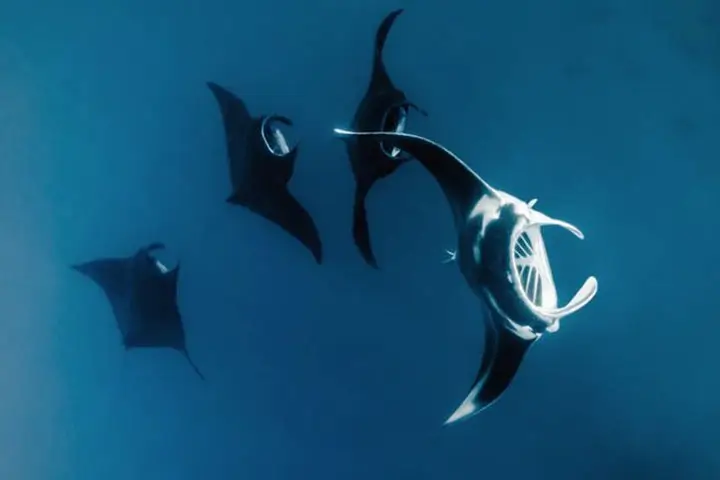 Manta Point: Komodo National Park